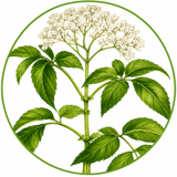 Angelica Pubescens
