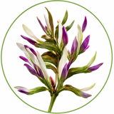 Glycyrrhiza Glabra