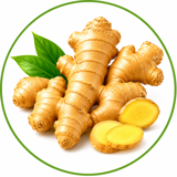 Zingiber Officinale